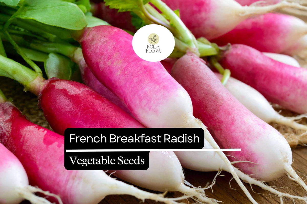 200 French Breakfast Radish Seeds – Heirloom, Quick-Growing