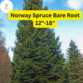 Live Norway Spruce Tree – Hardy Evergreen 12-18 Inches