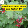 American Cranberry Bush – Edible Red Berries – Hardy Shrub – 12-14" Bare Root