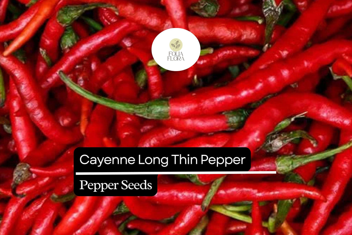 30 Cayenne Long Thin Pepper Seeds – Capsicum annuum Spicy Chili for Cooking & Drying