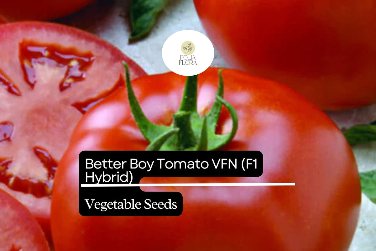 Better Boy Tomato Seeds VFN Hybrid - 10 Seeds Solanum lycopersicum