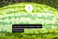 Carolina Cross Watermelon Seeds – Giant Sweet Heirloom Variety (5 Seeds)