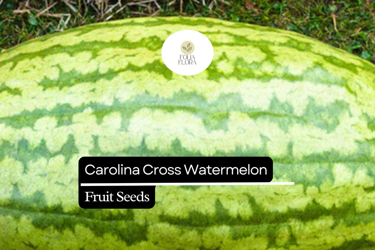 Carolina Cross Watermelon Seeds – Giant Sweet Heirloom Variety (5 Seeds)