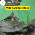 5 Bare Root Wild Yam Plants - Organic Perennial Vine