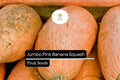 Jumbo Pink Banana Squash Seeds – 10 Heirloom Seeds, Sweet & Versatile