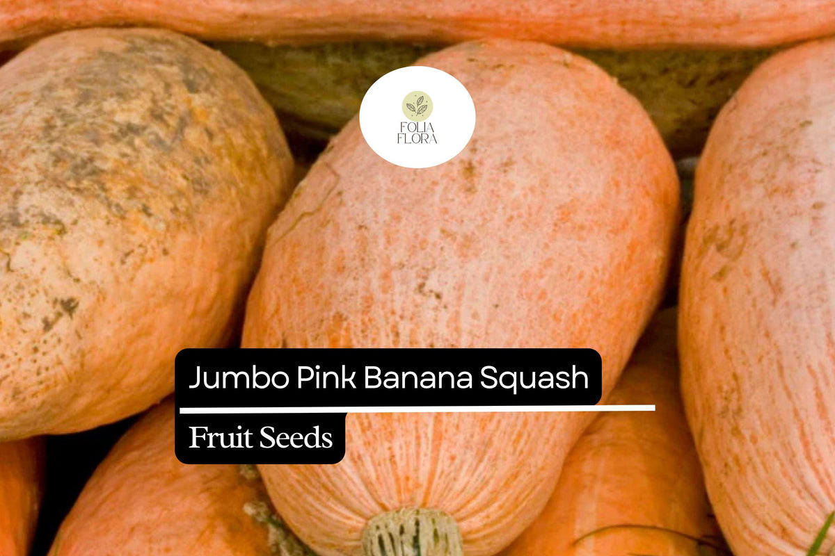 Jumbo Pink Banana Squash Seeds – 10 Heirloom Seeds, Sweet & Versatile