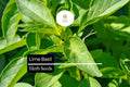Lime Basil Seeds 500 Count - Citrus-Scented Ocimum basilicum Herb for Culinary & Garden