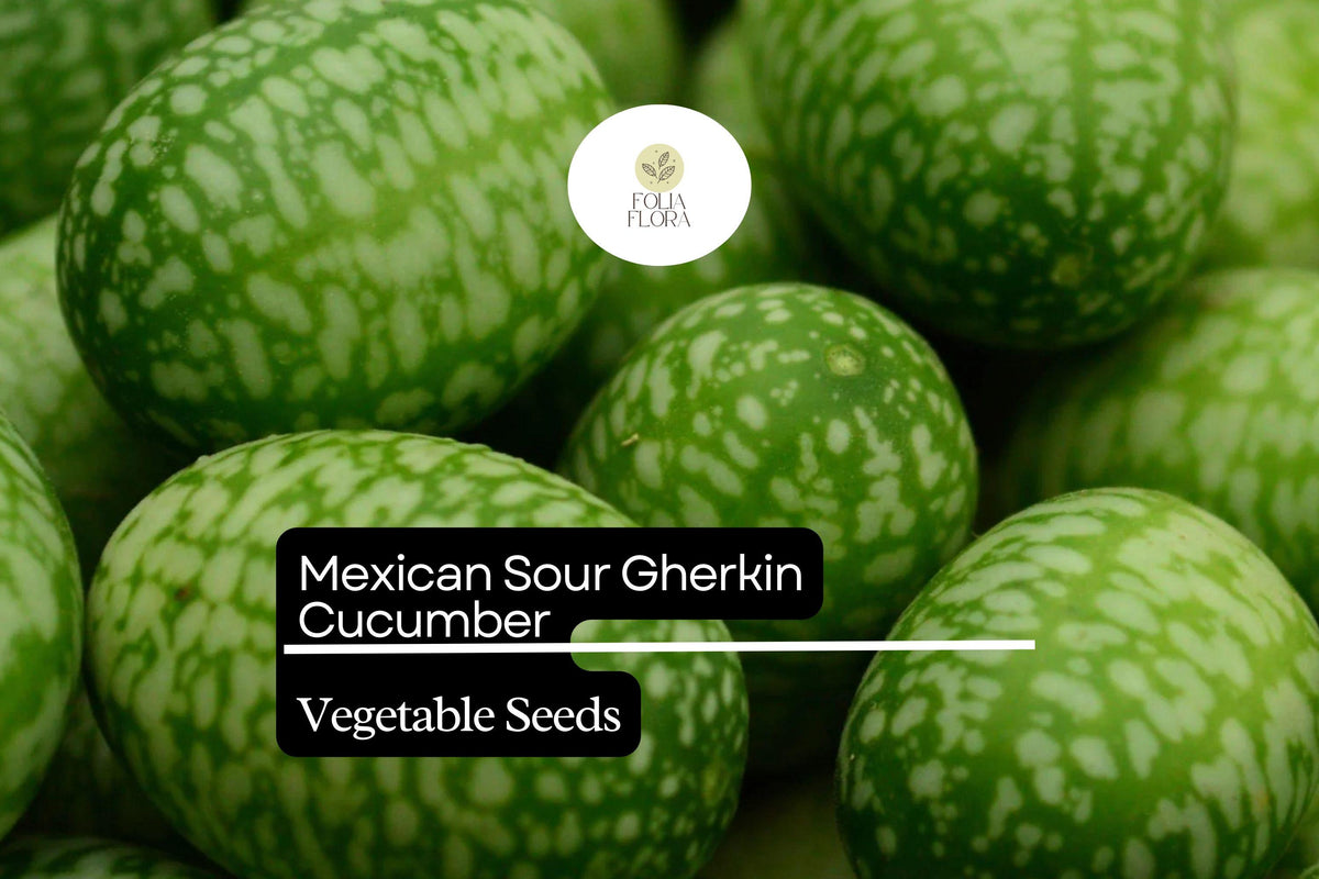 Mexican Sour Gherkin Cucumber Seeds – 25 Tiny Tangy Heirloom Melothria scabra