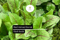 250 Red Veined Sorrel Seeds - Tangy Culinary Herb for Salads