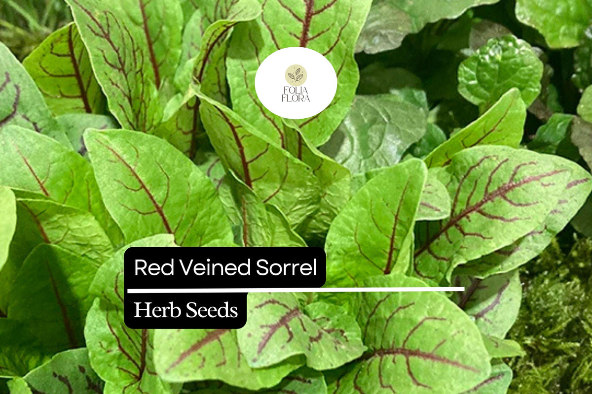 250 Red Veined Sorrel Seeds - Tangy Culinary Herb for Salads