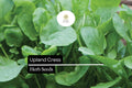 1000 Upland Cress Seeds (Barbarea verna) – Peppery Salad Herb & Microgreens