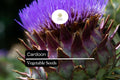 30 Cardoon Seeds – Cynara Cardunculus Ornamental Edible Perennial