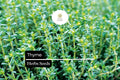 Thyme Seeds (Thymus vulgaris) – 2200 Culinary Herb Seeds for Cooking & Pollinator Gardens