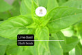 Lime Basil Seeds – 1000 Citrus-Scented Ocimum basilicum Herb Seeds for Culinary & Garden