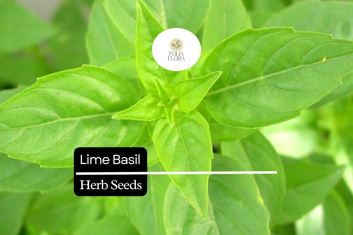 Lime Basil Seeds – 1000 Citrus-Scented Ocimum basilicum Herb Seeds for Culinary & Garden