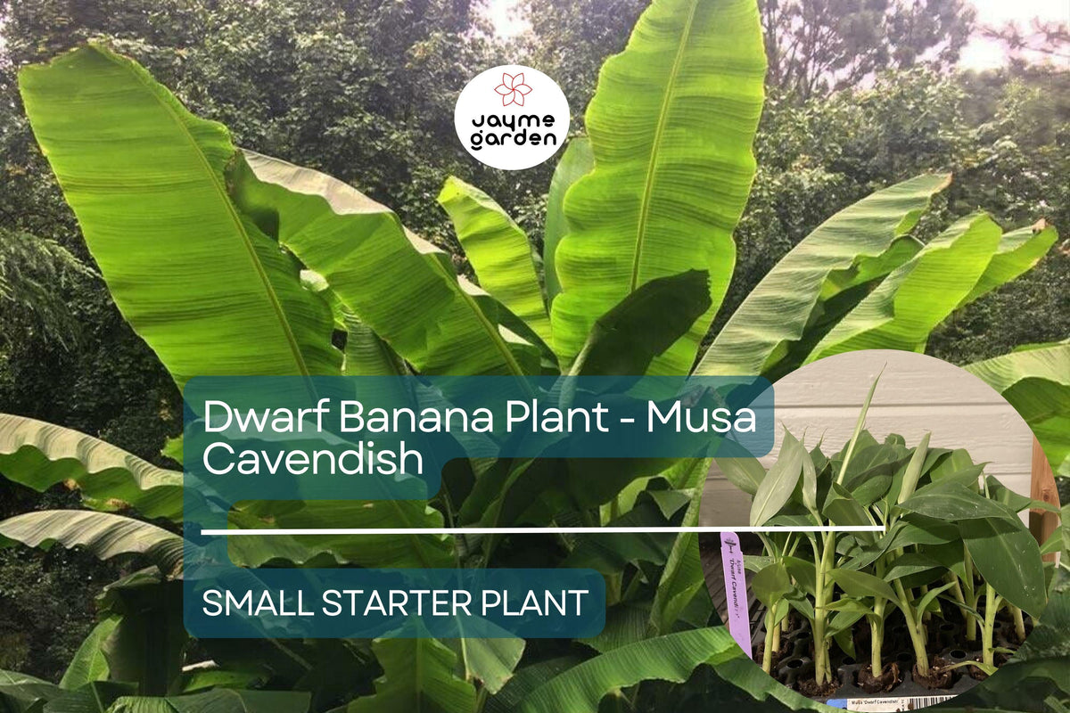 1 Dwarf Banana Plant - Musa Cavendish Starter Plant, Cold Hardy Banana Tree, Tropical Fruit for Patio, Containers, & Edible Landscapes