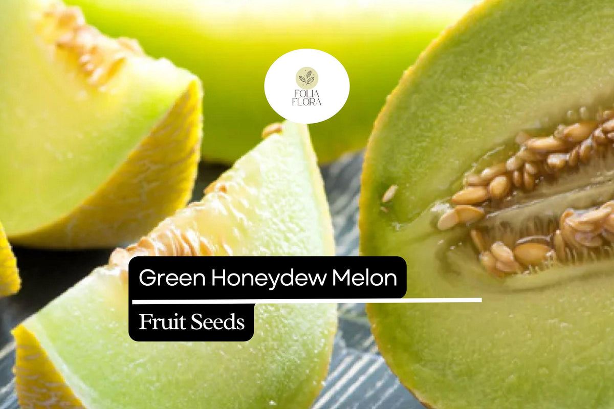 50 Green Honeydew Melon Seeds – Sweet Juicy Heirloom Cucumis Melo