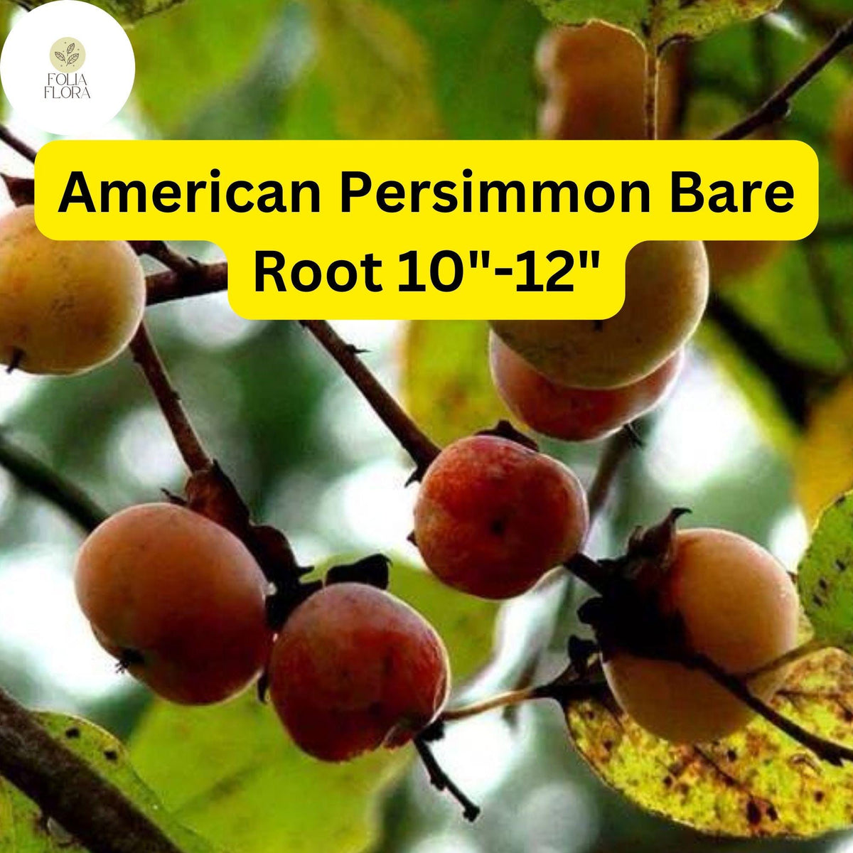 American Persimmon Tree (Diospyros virginiana) - 2 Live Bare Root Plants 10-12 Inches
