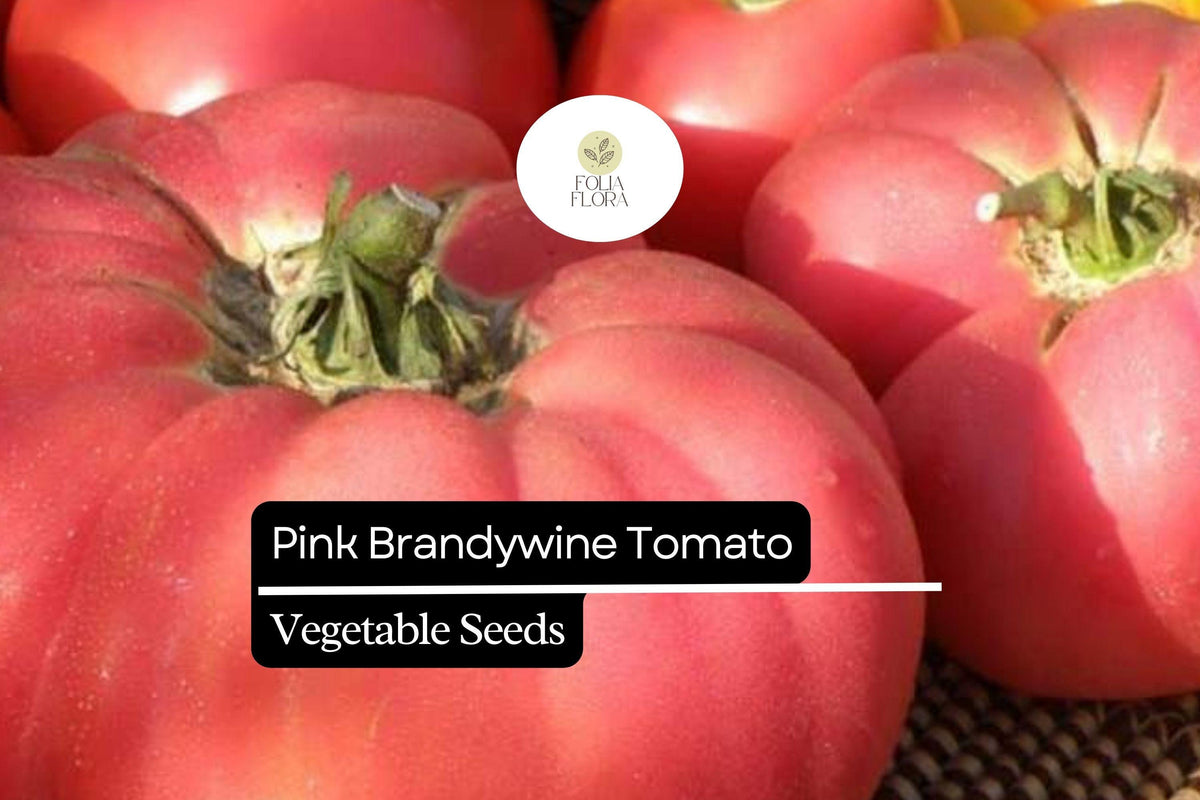 Pink Brandywine Tomato Seeds – 30 Heirloom Seeds for Planting