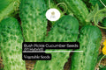 Bush Pickle Cucumber Seeds – 15 Seeds, Compact F1 Hybrid for Gardens & Containers