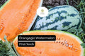 Orangeglo Watermelon Seeds - 10 Seeds, Sweet Orange Flesh Citrullus Lanatus