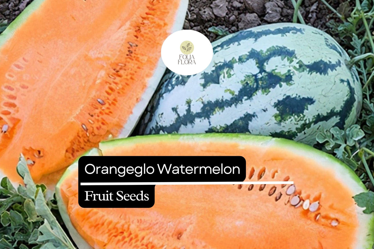 Orangeglo Watermelon Seeds - 10 Seeds, Sweet Orange Flesh Citrullus Lanatus