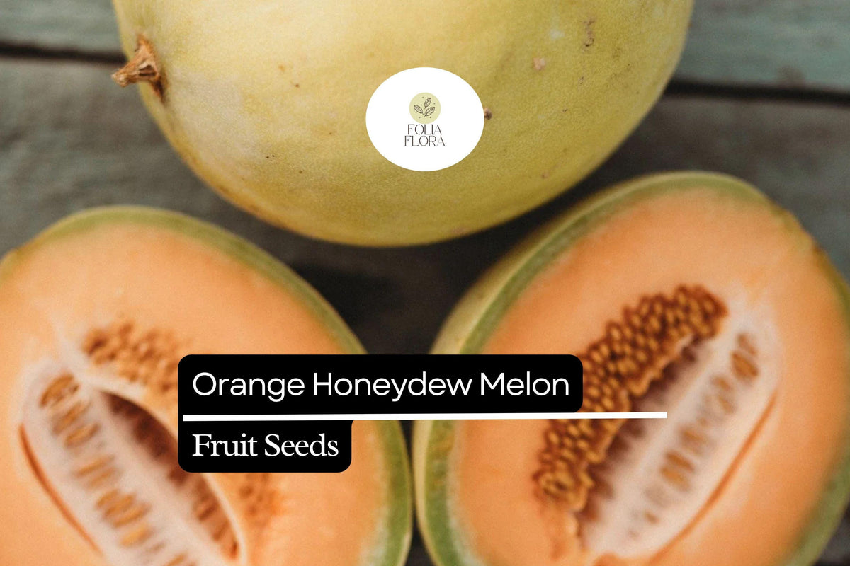 50 Orange Honeydew Melon Seeds - Sweet Juicy Orange-Fleshed Cucumis Melo