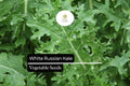 White Russian Kale Seeds – 200 Brassica napus Seeds for Planting