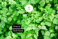 Chervil Seeds (Anthriscus cerefolium) – 400 Seeds for Cooking & Garnishing