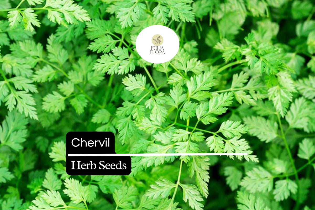 Chervil Seeds (Anthriscus cerefolium) – 400 Seeds for Cooking & Garnishing