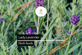 Lady Lavender Seeds – 25 Lavandula angustifolia Fragrant Perennial Herb for Gardens