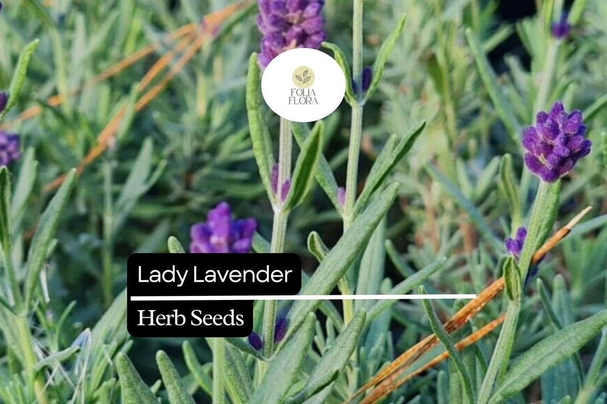 Lady Lavender Seeds – 25 Lavandula angustifolia Fragrant Perennial Herb for Gardens