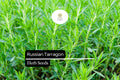 Russian Tarragon Seeds – 1500 Artemisia dracunculoides Hardy Culinary Herb Seeds