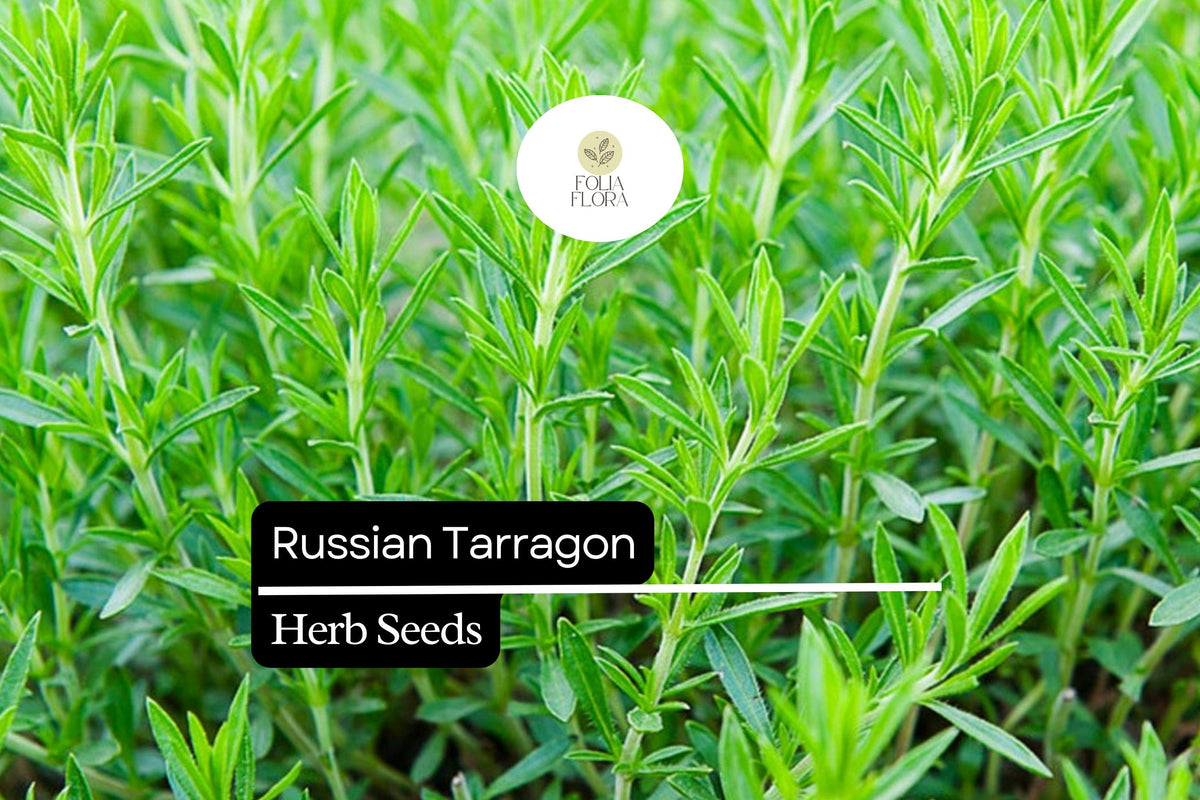 Russian Tarragon Seeds – 1500 Artemisia dracunculoides Hardy Culinary Herb Seeds