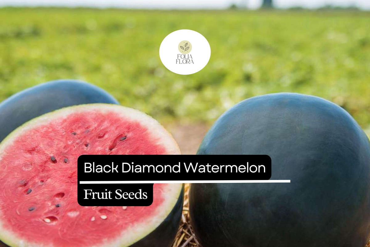 Black Diamond Watermelon Seeds – 10 Seeds, Citrullus lanatus, Sweet Large Melons