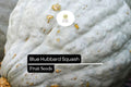 Blue Hubbard Squash Seeds – 10 Heirloom Winter Squash Seeds (Cucurbita maxima)