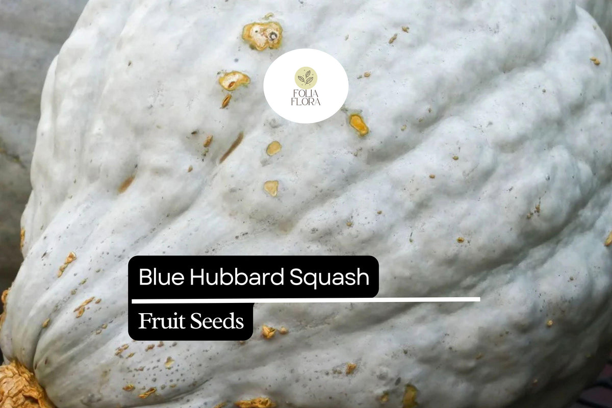 Blue Hubbard Squash Seeds – 10 Heirloom Winter Squash Seeds (Cucurbita maxima)