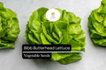 Bibb Lettuce Seeds - Butterhead Variety, 500 Seeds for Planting
