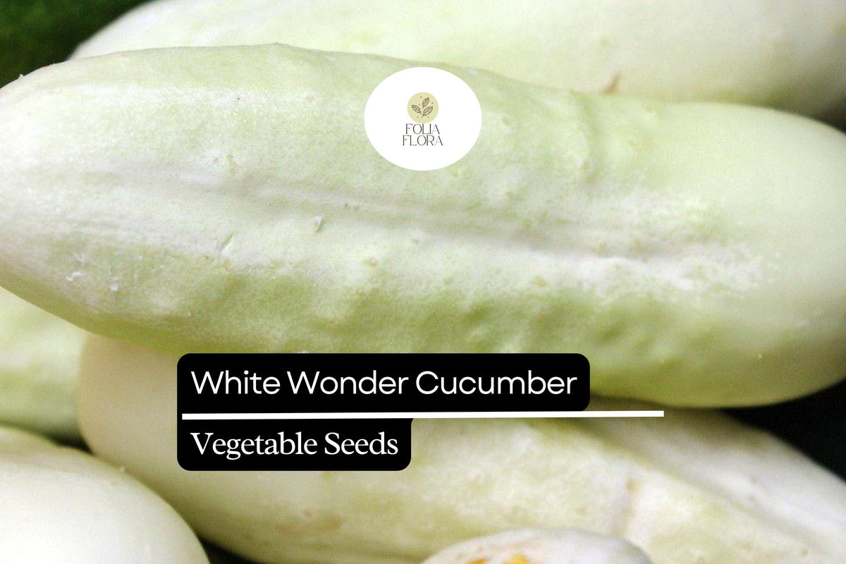 White Wonder Cucumber Seeds - 50 Seeds, Unique White Skin Cucumis sativus