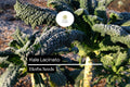 Lacinato Kale Seeds - 300 Dinosaur Kale Heirloom Non-GMO Garden Seeds