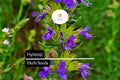 300 Hyssop Seeds (Hyssopus officinalis) – Aromatic Culinary Herb, Easy to Grow