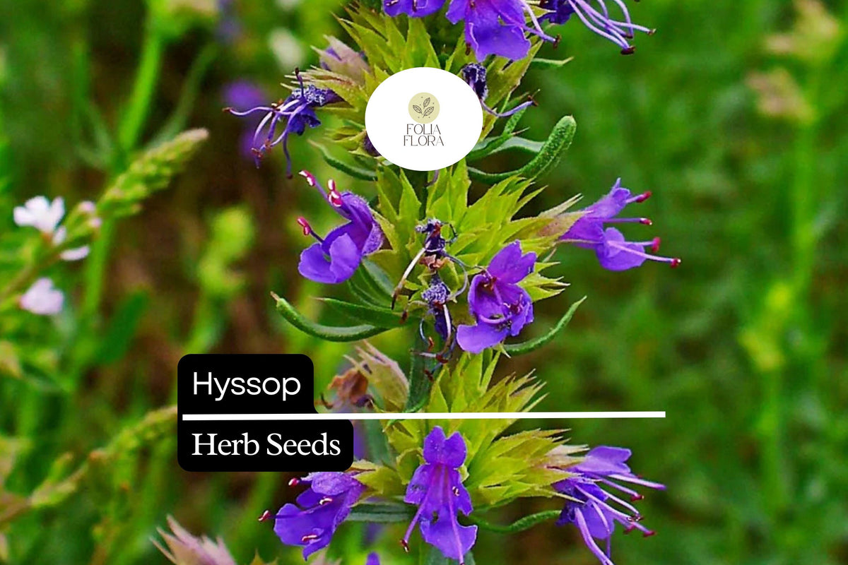 300 Hyssop Seeds (Hyssopus officinalis) – Aromatic Culinary Herb, Easy to Grow