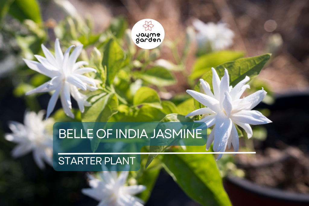 Belle of India Jasmine Starter Plant | Jasminum Sambac Double | Intensely Fragrant Blooms | Easy-Care Indoor/Outdoor Plant | Zones 8-11