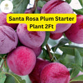 Santa Rosa Plum Tree – 2ft Live Fruit Tree, Ready to Plant