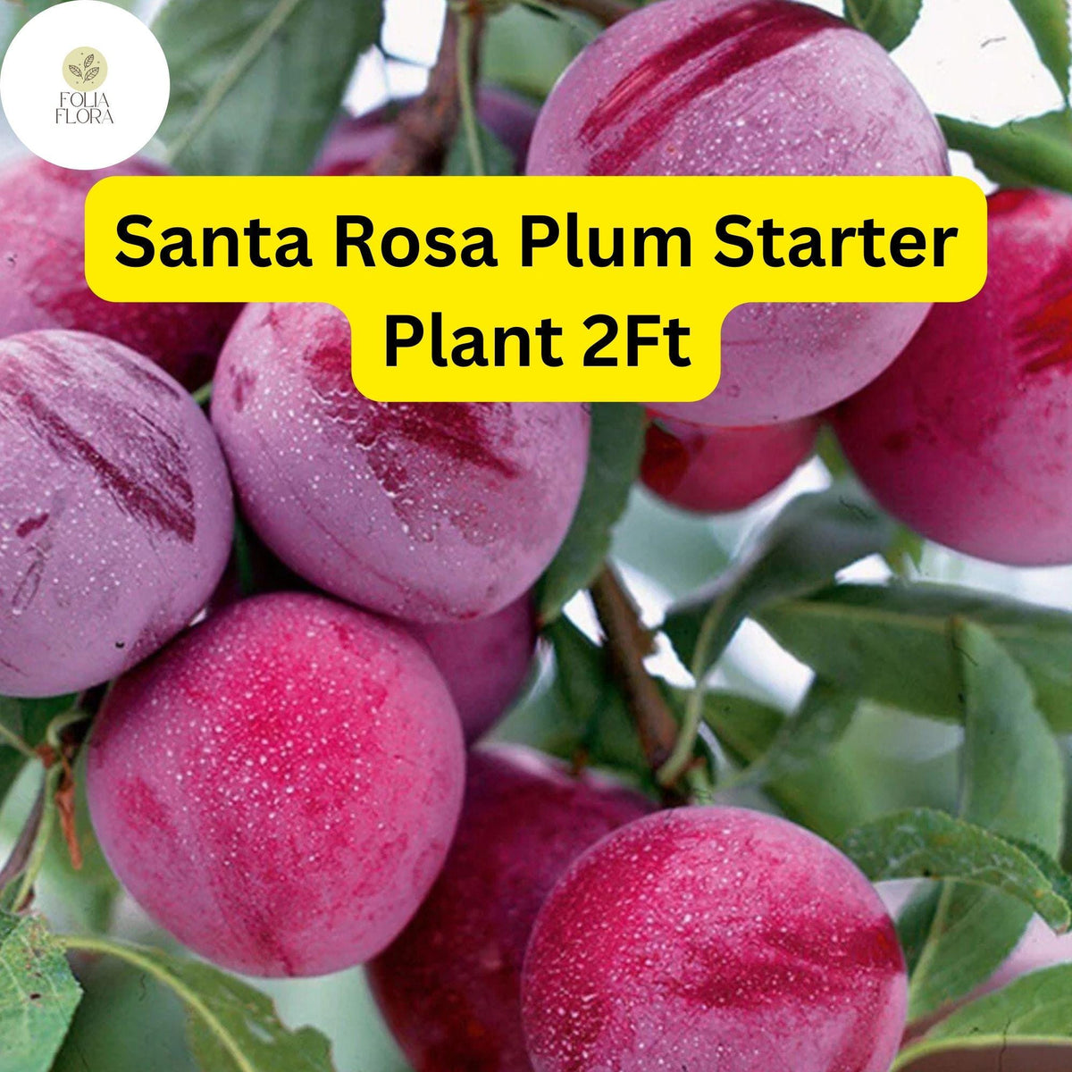Santa Rosa Plum Tree – 2ft Live Fruit Tree, Ready to Plant