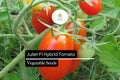 Juliet F1 Hybrid Tomato Seeds – 10 Seeds, Sweet High-Yield Grape Tomato