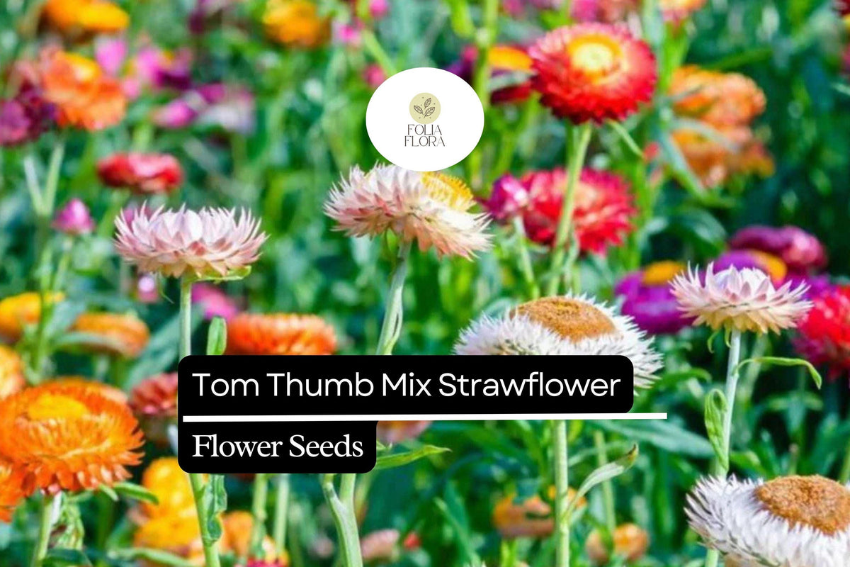 Tom Thumb Mix Strawflower Seeds – 150 Seeds Helichrysum bracteatum Dwarf Everlasting Blooms