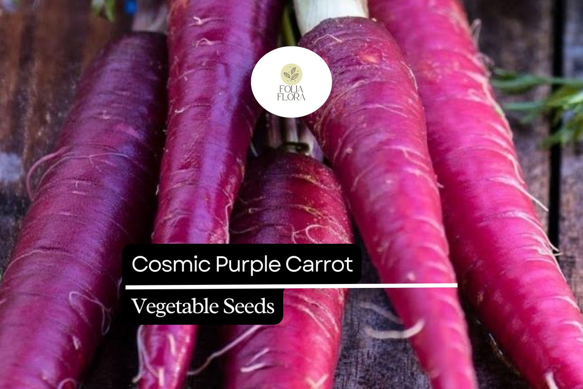300 Cosmic Purple Carrot Seeds – Daucus carota, Sweet Orange Core