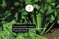 Conquistador Celery Seeds – 100 Apium graveolens Seeds for Planting
