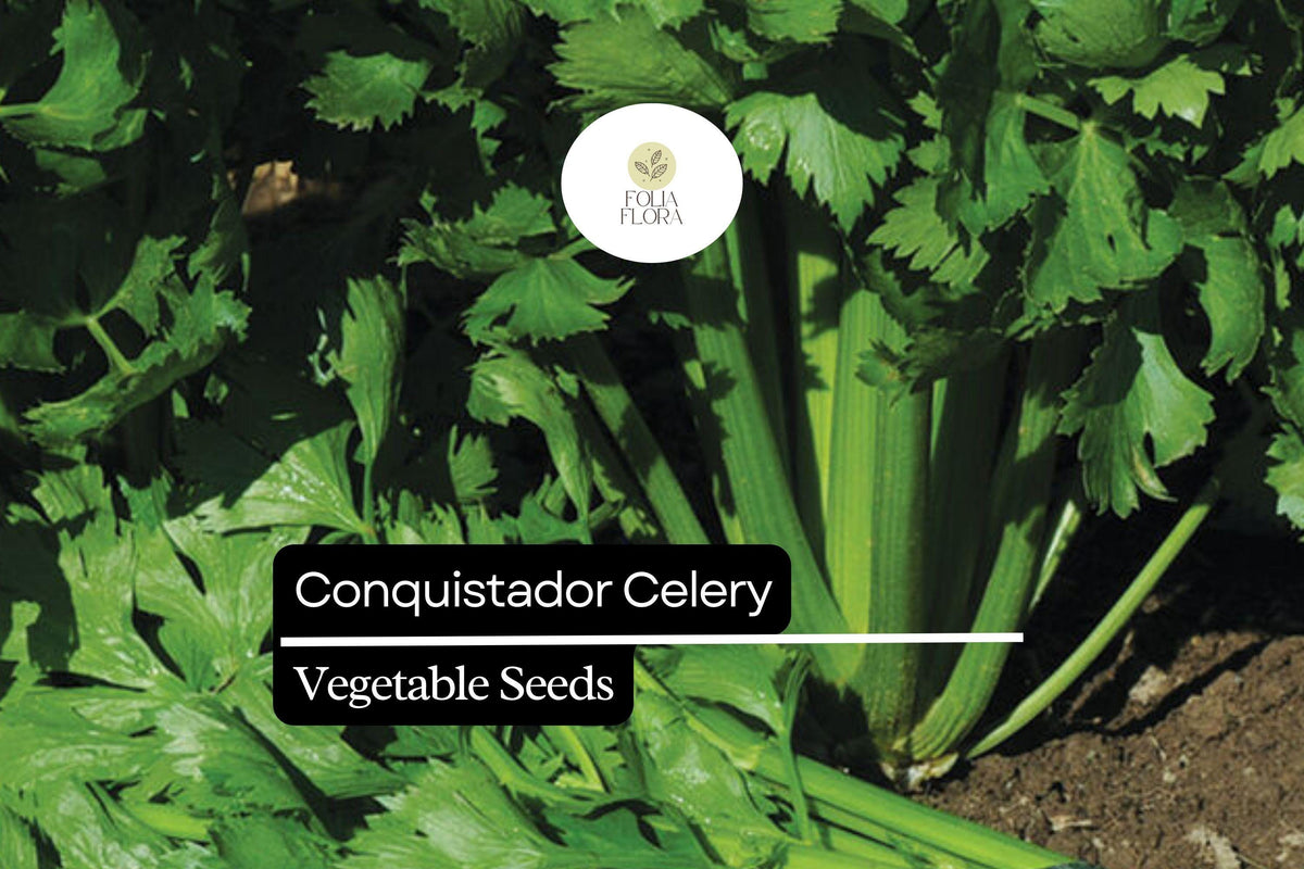 Conquistador Celery Seeds – 100 Apium graveolens Seeds for Planting